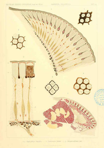 Reproducción/Reproduction 6389004035: Wissenschaftliche Ergebnisse der Deutschen Tiefsee-Expedition auf dem Dampfer ""Valdivia"" 1898-1899. bd.6. Atlas Jena,G. Fischer,1902-40