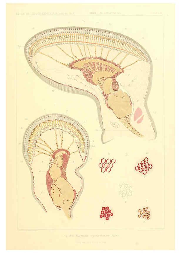 Reproducción/Reproduction 6389004289: Wissenschaftliche Ergebnisse der Deutschen Tiefsee-Expedition auf dem Dampfer ""Valdivia"" 1898-1899. bd.6. Atlas Jena,G. Fischer,1902-40