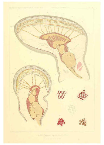 Reproducción/Reproduction 6389004289: Wissenschaftliche Ergebnisse der Deutschen Tiefsee-Expedition auf dem Dampfer ""Valdivia"" 1898-1899. bd.6. Atlas Jena,G. Fischer,1902-40