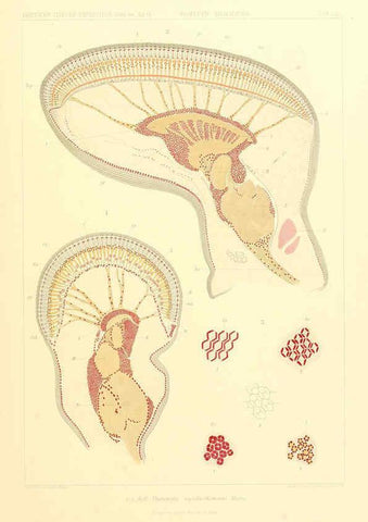Reproducción/Reproduction 6389004289: Wissenschaftliche Ergebnisse der Deutschen Tiefsee-Expedition auf dem Dampfer ""Valdivia"" 1898-1899. bd.6. Atlas Jena,G. Fischer,1902-40