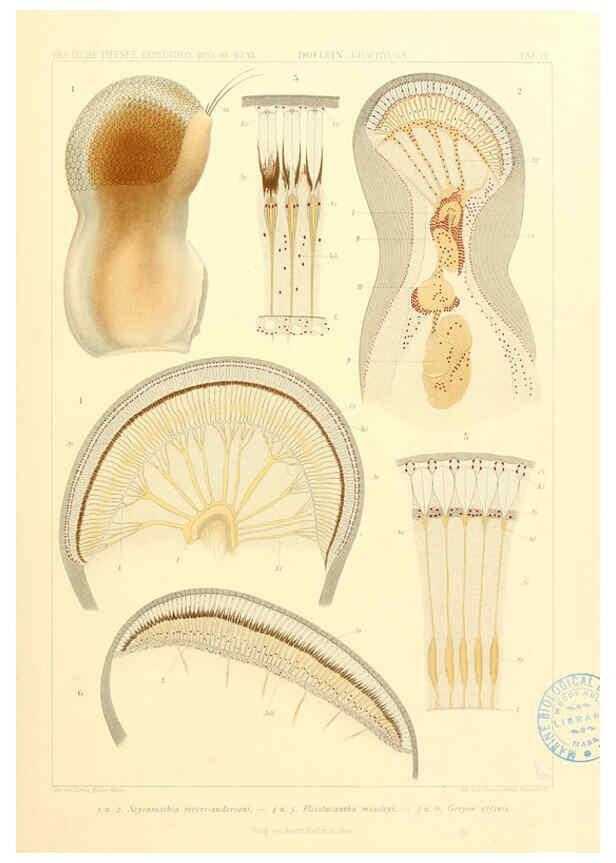 Reproducción/Reproduction 6389004845: Wissenschaftliche Ergebnisse der Deutschen Tiefsee-Expedition auf dem Dampfer ""Valdivia"" 1898-1899. bd.6. Atlas Jena,G. Fischer,1902-40