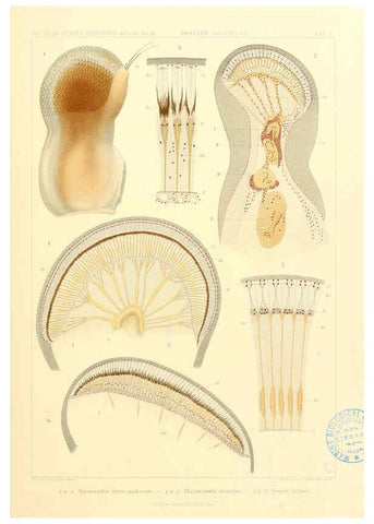 Reproducción/Reproduction 6389004845: Wissenschaftliche Ergebnisse der Deutschen Tiefsee-Expedition auf dem Dampfer ""Valdivia"" 1898-1899. bd.6. Atlas Jena,G. Fischer,1902-40