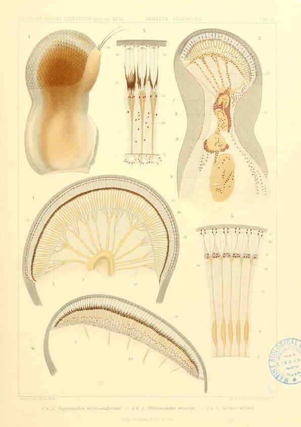 Reproducción/Reproduction 6389004845: Wissenschaftliche Ergebnisse der Deutschen Tiefsee-Expedition auf dem Dampfer ""Valdivia"" 1898-1899. bd.6. Atlas Jena,G. Fischer,1902-40
