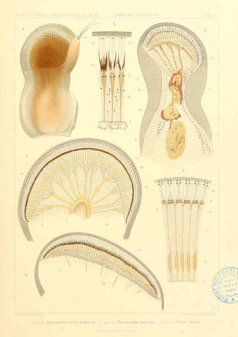 Reproducción/Reproduction 6389004845: Wissenschaftliche Ergebnisse der Deutschen Tiefsee-Expedition auf dem Dampfer ""Valdivia"" 1898-1899. bd.6. Atlas Jena,G. Fischer,1902-40