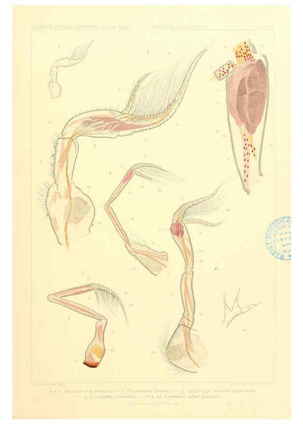 Reproducción/Reproduction 6389005307: Wissenschaftliche Ergebnisse der Deutschen Tiefsee-Expedition auf dem Dampfer ""Valdivia"" 1898-1899. bd.6. Atlas Jena,G. Fischer,1902-40