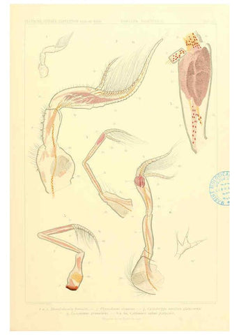 Reproducción/Reproduction 6389005307: Wissenschaftliche Ergebnisse der Deutschen Tiefsee-Expedition auf dem Dampfer ""Valdivia"" 1898-1899. bd.6. Atlas Jena,G. Fischer,1902-40