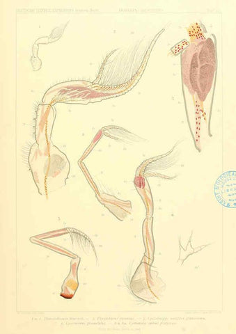 Reproducción/Reproduction 6389005307: Wissenschaftliche Ergebnisse der Deutschen Tiefsee-Expedition auf dem Dampfer ""Valdivia"" 1898-1899. bd.6. Atlas Jena,G. Fischer,1902-40