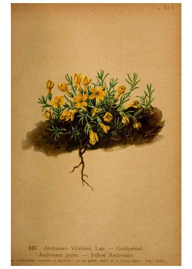 Reproducción/Reproduction 6389262711: Atlas de la flora alpine 4. Genève,Georg & Co.,1899