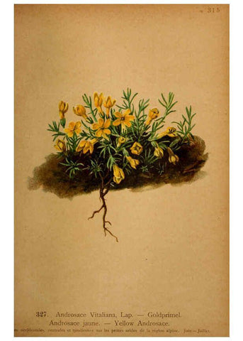 Reproducción/Reproduction 6389262711: Atlas de la flora alpine 4. Genève,Georg & Co.,1899