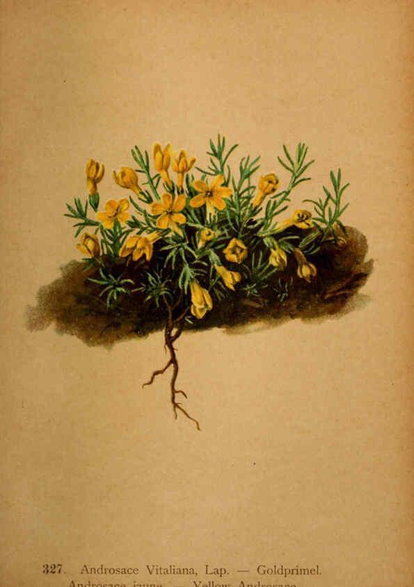 Reproducción/Reproduction 6389262711: Atlas de la flora alpine 4. Genève,Georg & Co.,1899