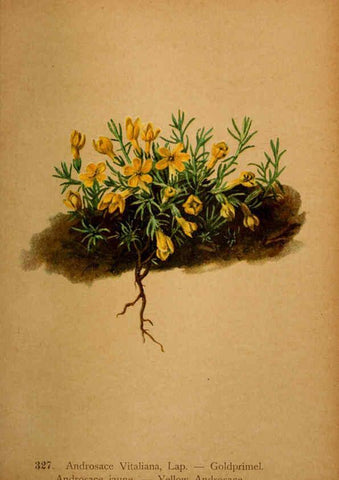 Reproducción/Reproduction 6389262711: Atlas de la flora alpine 4. Genève,Georg & Co.,1899