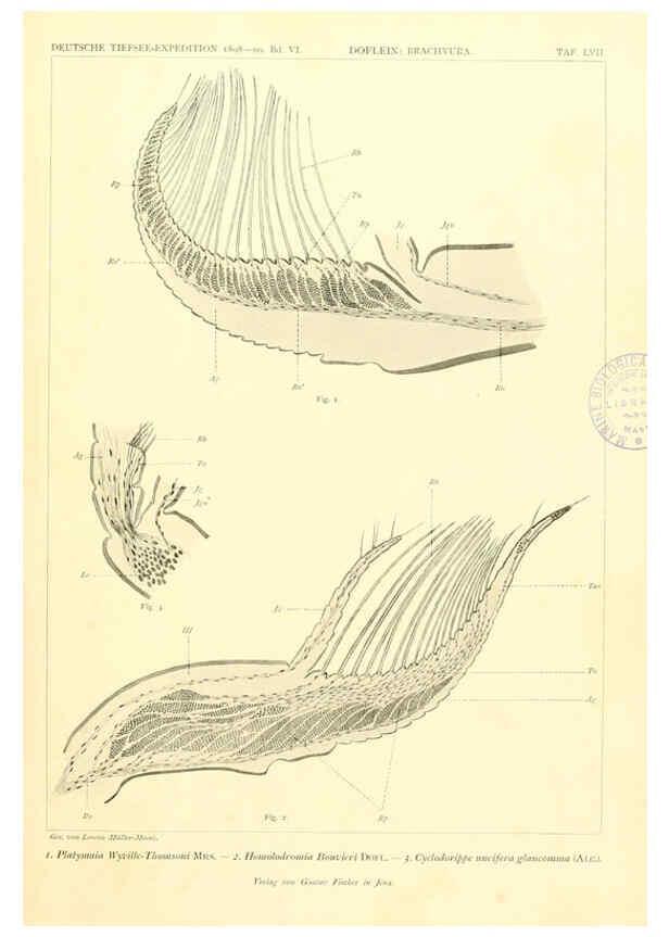 Reproducción/Reproduction 6389005609: Wissenschaftliche Ergebnisse der Deutschen Tiefsee-Expedition auf dem Dampfer ""Valdivia"" 1898-1899. bd.6. Atlas Jena,G. Fischer,1902-40