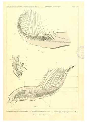 Reproducción/Reproduction 6389005609: Wissenschaftliche Ergebnisse der Deutschen Tiefsee-Expedition auf dem Dampfer ""Valdivia"" 1898-1899. bd.6. Atlas Jena,G. Fischer,1902-40