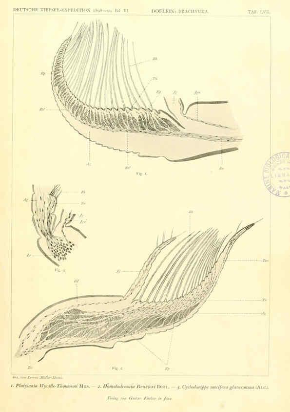 Reproducción/Reproduction 6389005609: Wissenschaftliche Ergebnisse der Deutschen Tiefsee-Expedition auf dem Dampfer ""Valdivia"" 1898-1899. bd.6. Atlas Jena,G. Fischer,1902-40