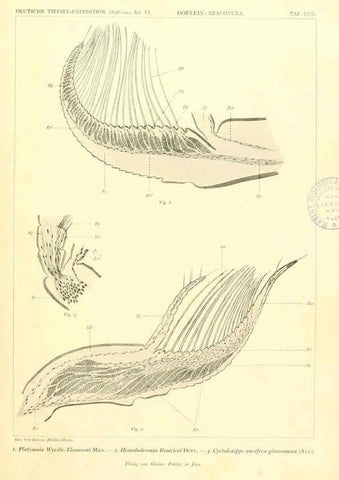 Reproducción/Reproduction 6389005609: Wissenschaftliche Ergebnisse der Deutschen Tiefsee-Expedition auf dem Dampfer ""Valdivia"" 1898-1899. bd.6. Atlas Jena,G. Fischer,1902-40