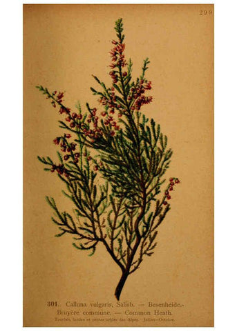Reproducción/Reproduction 6389247947: Atlas de la flora alpine 4. Genève,Georg & Co.,1899