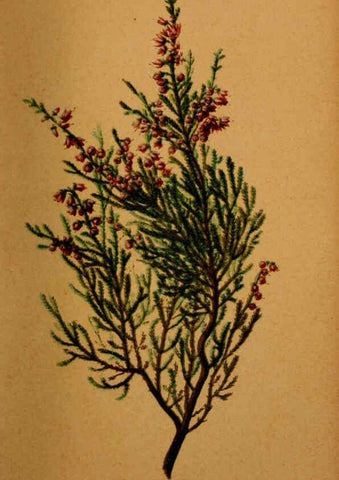 Reproducción/Reproduction 6389247947: Atlas de la flora alpine 4. Genève,Georg & Co.,1899
