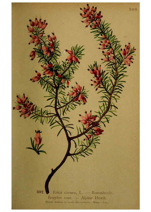 Reproducción/Reproduction 6389248845: Atlas de la flora alpine 4. Genève,Georg & Co.,1899