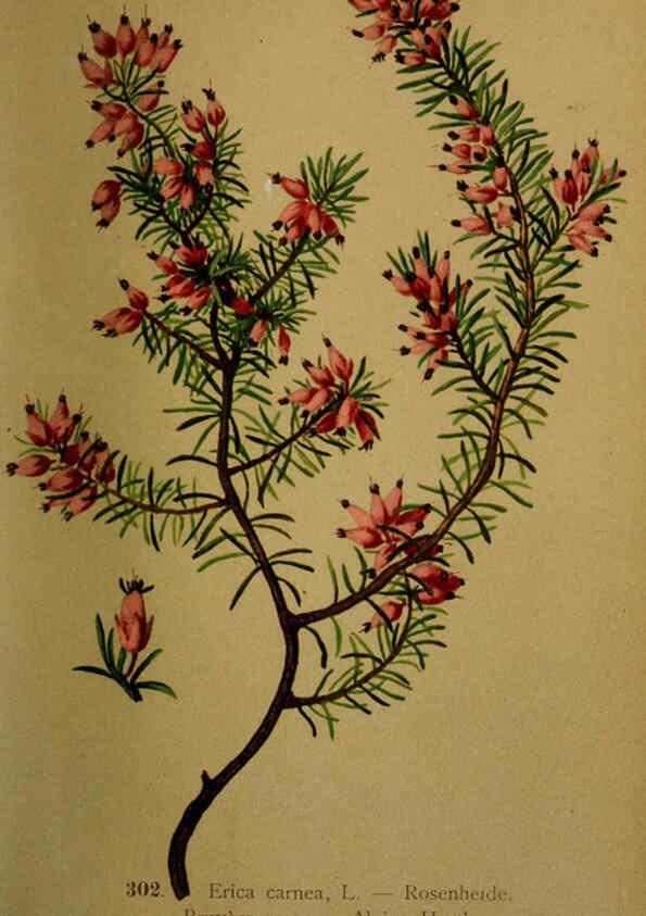 Reproducción/Reproduction 6389248845: Atlas de la flora alpine 4. Genève,Georg & Co.,1899