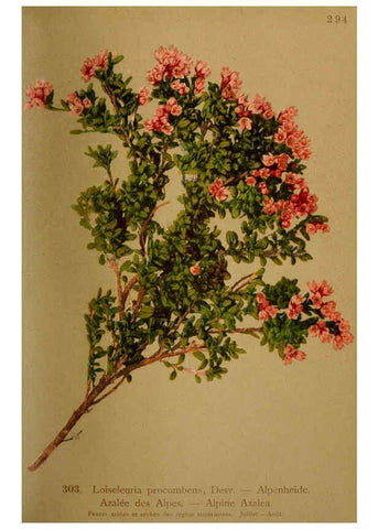 Reproducción/Reproduction 6389249495: Atlas de la flora alpine 4. Genève,Georg & Co.,1899