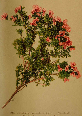 Reproducción/Reproduction 6389249495: Atlas de la flora alpine 4. Genève,Georg & Co.,1899