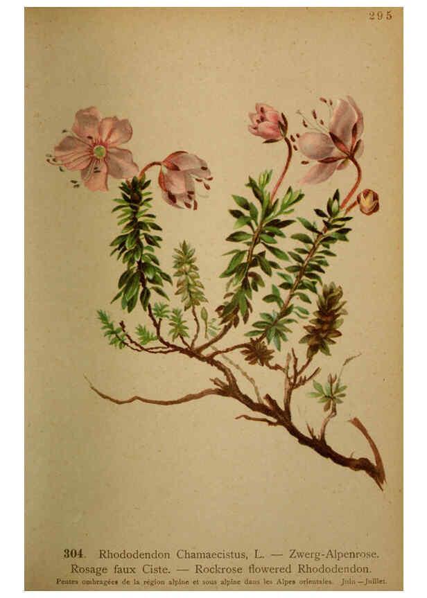 Reproducción/Reproduction 6389250033: Atlas de la flora alpine 4. Genève,Georg & Co.,1899