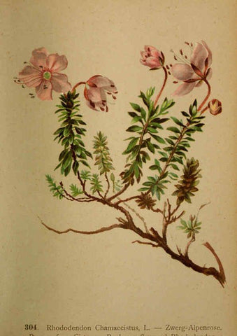 Reproducción/Reproduction 6389250033: Atlas de la flora alpine 4. Genève,Georg & Co.,1899