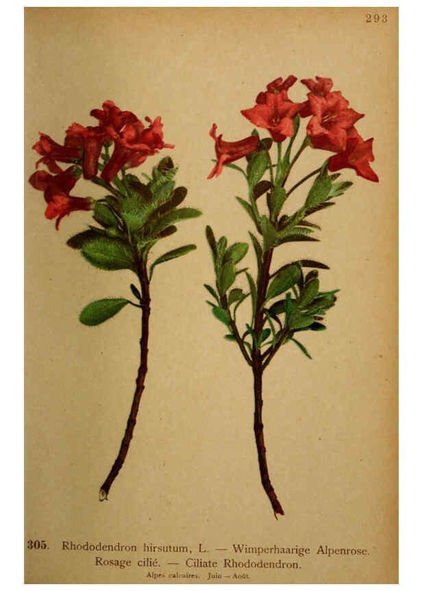 Reproducción/Reproduction 6389250673: Atlas de la flora alpine 4. Genève,Georg & Co.,1899