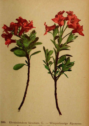 Reproducción/Reproduction 6389250673: Atlas de la flora alpine 4. Genève,Georg & Co.,1899