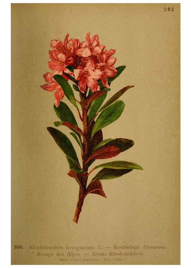 Reproducción/Reproduction 6389251329: Atlas de la flora alpine 4. Genève,Georg & Co.,1899