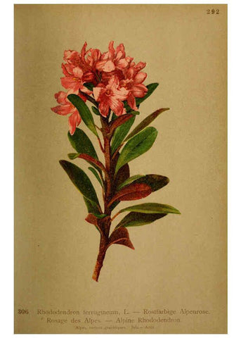 Reproducción/Reproduction 6389251329: Atlas de la flora alpine 4. Genève,Georg & Co.,1899