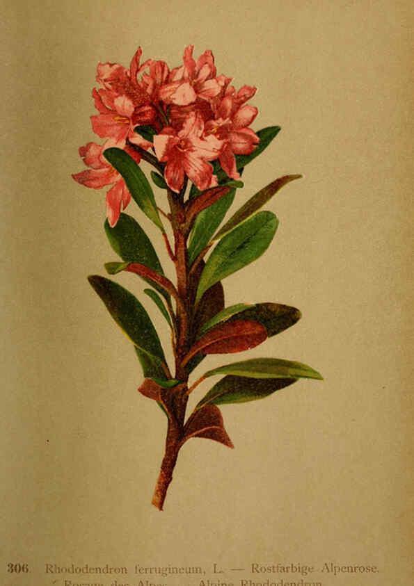 Reproducción/Reproduction 6389251329: Atlas de la flora alpine 4. Genève,Georg & Co.,1899