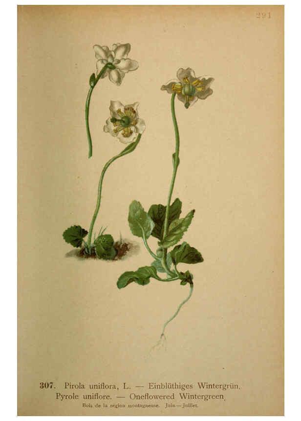 Reproducción/Reproduction 6389251731: Atlas de la flora alpine 4. Genève,Georg & Co.,1899