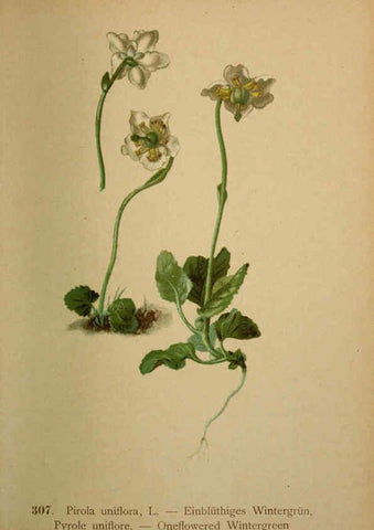 Reproducción/Reproduction 6389251731: Atlas de la flora alpine 4. Genève,Georg & Co.,1899