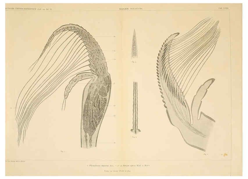 Reproducción/Reproduction 6389005879: Wissenschaftliche Ergebnisse der Deutschen Tiefsee-Expedition auf dem Dampfer ""Valdivia"" 1898-1899. bd.6. Atlas Jena,G. Fischer,1902-40