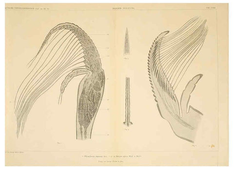 Reproducción/Reproduction 6389005879: Wissenschaftliche Ergebnisse der Deutschen Tiefsee-Expedition auf dem Dampfer ""Valdivia"" 1898-1899. bd.6. Atlas Jena,G. Fischer,1902-40
