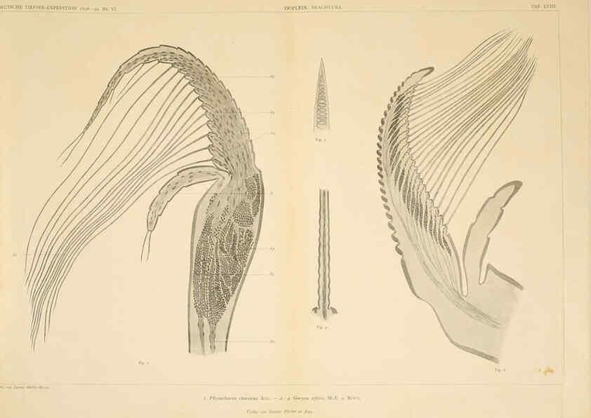 Reproducción/Reproduction 6389005879: Wissenschaftliche Ergebnisse der Deutschen Tiefsee-Expedition auf dem Dampfer ""Valdivia"" 1898-1899. bd.6. Atlas Jena,G. Fischer,1902-40