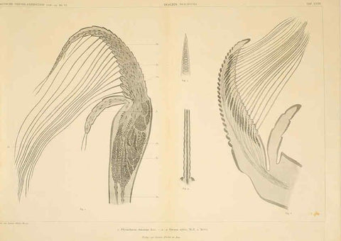 Reproducción/Reproduction 6389005879: Wissenschaftliche Ergebnisse der Deutschen Tiefsee-Expedition auf dem Dampfer ""Valdivia"" 1898-1899. bd.6. Atlas Jena,G. Fischer,1902-40