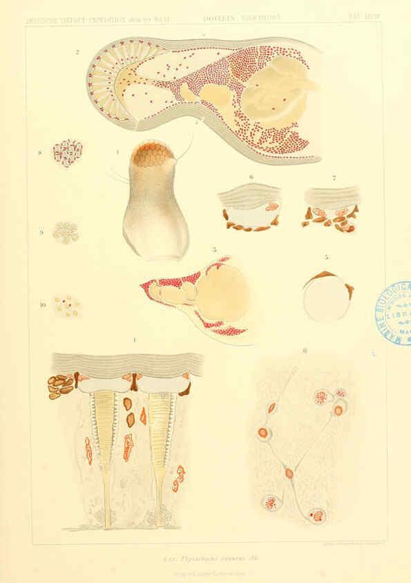 Reproducción/Reproduction 6389003053: Wissenschaftliche Ergebnisse der Deutschen Tiefsee-Expedition auf dem Dampfer ""Valdivia"" 1898-1899. bd.6. Atlas Jena,G. Fischer,1902-40