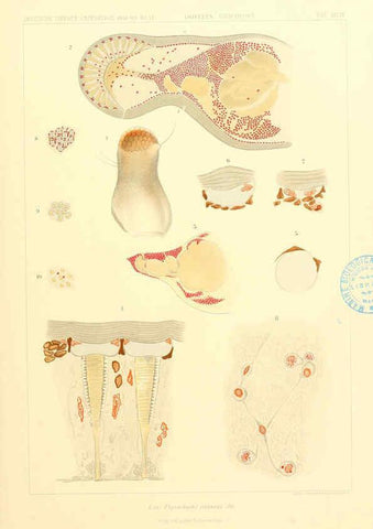 Reproducción/Reproduction 6389003053: Wissenschaftliche Ergebnisse der Deutschen Tiefsee-Expedition auf dem Dampfer ""Valdivia"" 1898-1899. bd.6. Atlas Jena,G. Fischer,1902-40