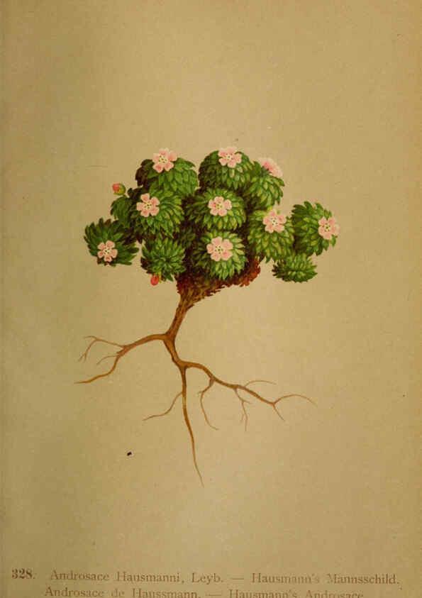 Reproducción/Reproduction 6389263349: Atlas de la flora alpine 4. Genève,Georg & Co.,1899