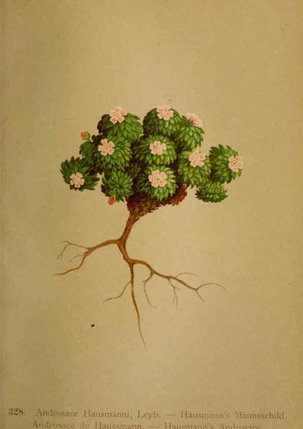 Reproducción/Reproduction 6389263349: Atlas de la flora alpine 4. Genève,Georg & Co.,1899