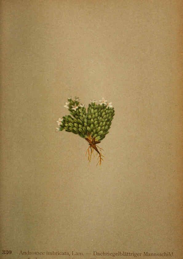 Reproducción/Reproduction 6389264409: Atlas de la flora alpine 4. Genève,Georg & Co.,1899