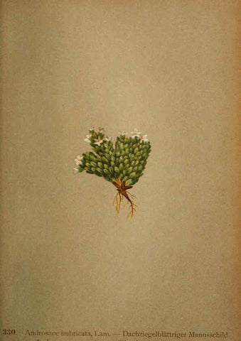 Reproducción/Reproduction 6389264409: Atlas de la flora alpine 4. Genève,Georg & Co.,1899
