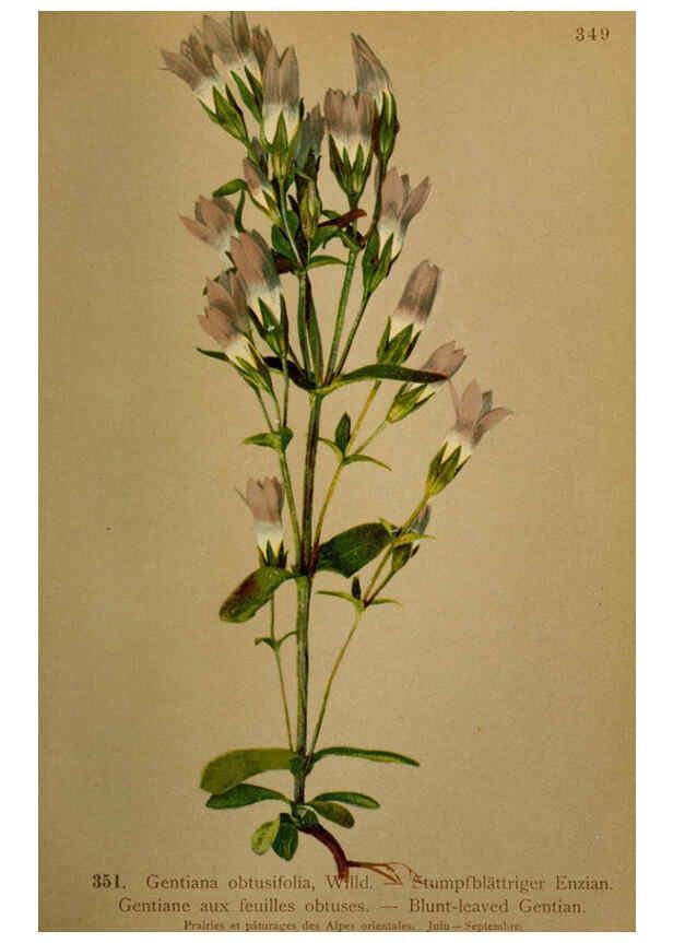 Reproducción/Reproduction 6389275497: Atlas de la flora alpine 4. Genève,Georg & Co.,1899