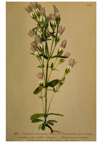 Reproducción/Reproduction 6389275497: Atlas de la flora alpine 4. Genève,Georg & Co.,1899