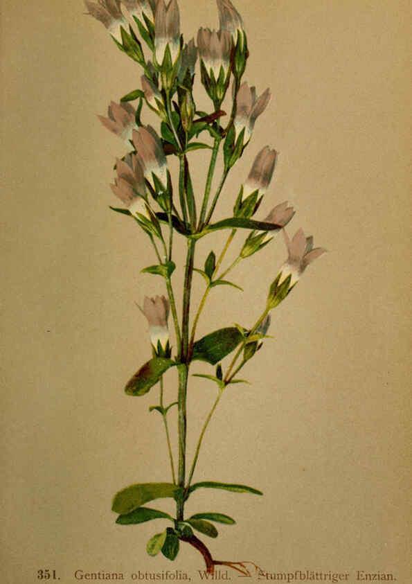 Reproducción/Reproduction 6389275497: Atlas de la flora alpine 4. Genève,Georg & Co.,1899