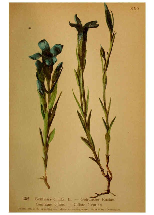Reproducción/Reproduction 6389276045: Atlas de la flora alpine 4. Genève,Georg & Co.,1899