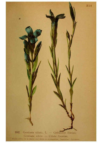 Reproducción/Reproduction 6389276045: Atlas de la flora alpine 4. Genève,Georg & Co.,1899