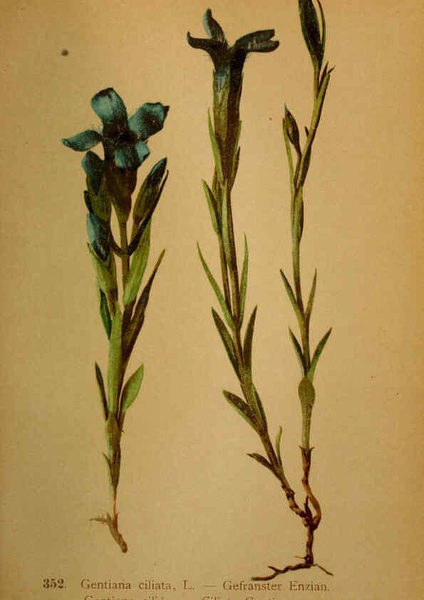 Reproducción/Reproduction 6389276045: Atlas de la flora alpine 4. Genève,Georg & Co.,1899